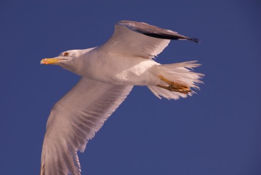 Möwe Serifos