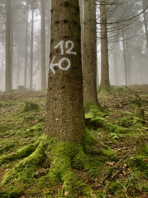 Orientierung im Wald